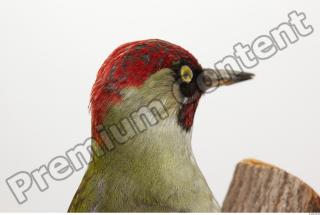 Green Woodpecker - Picus viridis 0013